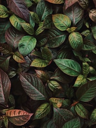 ovate green leaf plant