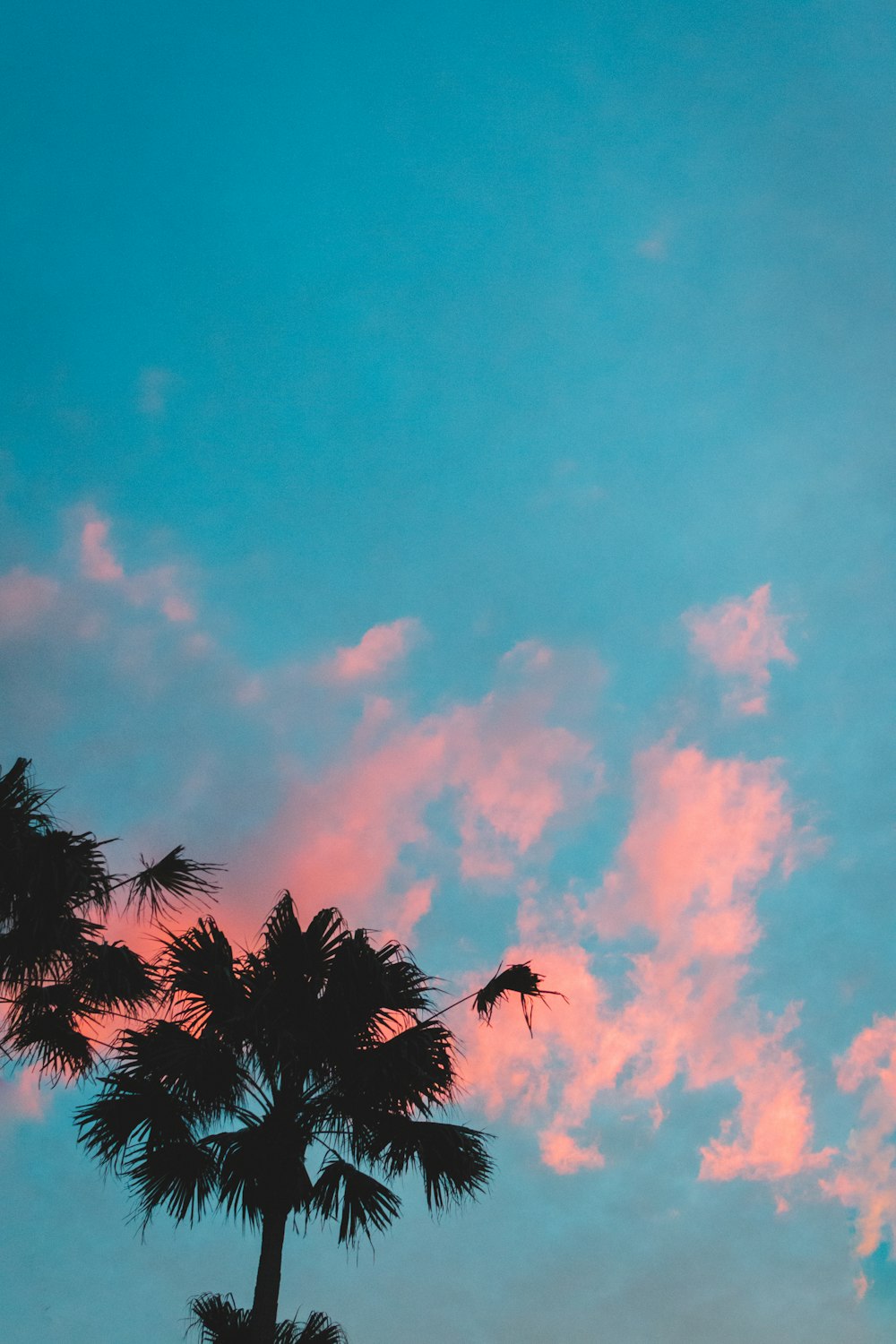 silhouette photography of palm trees