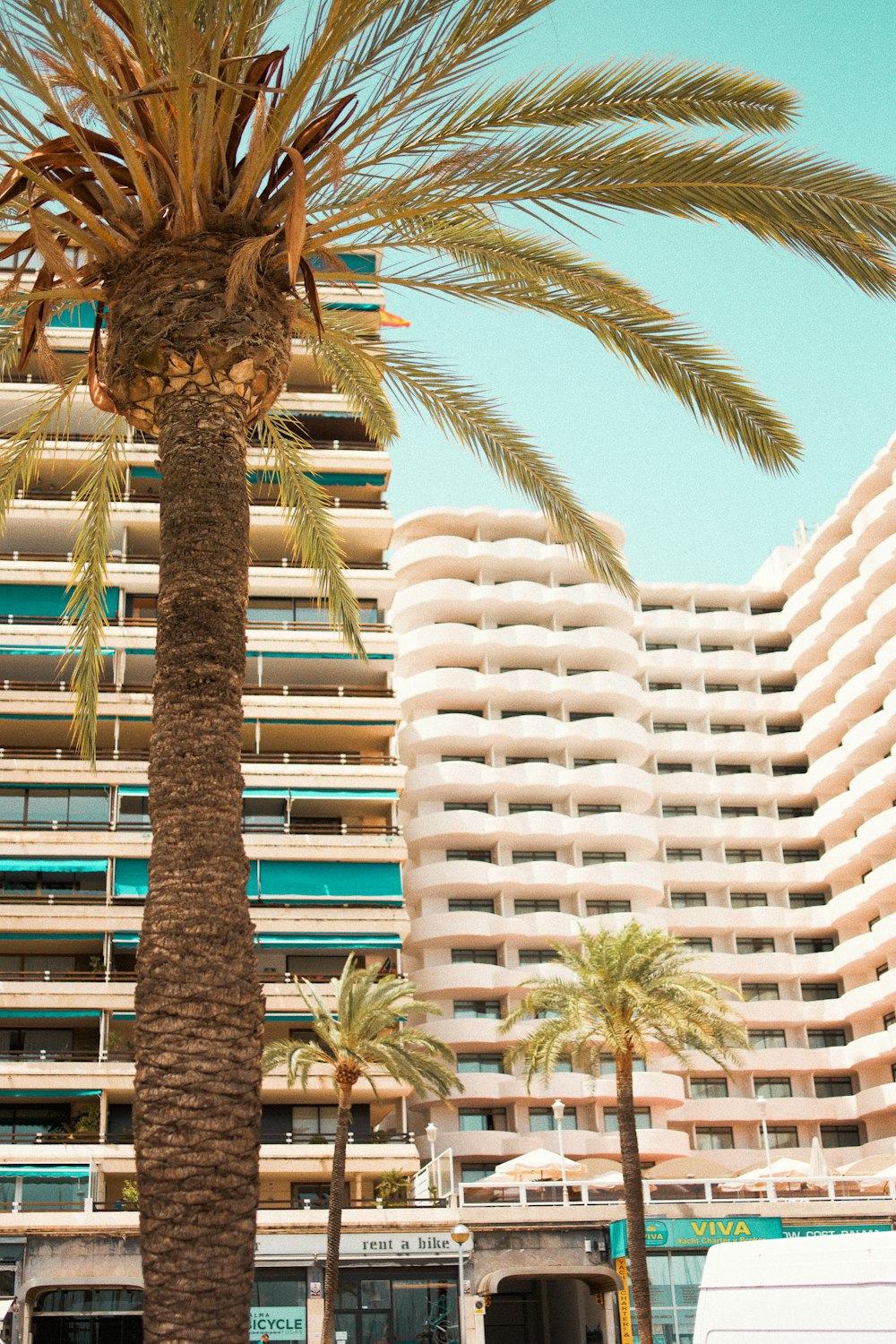 coconut tree near white building