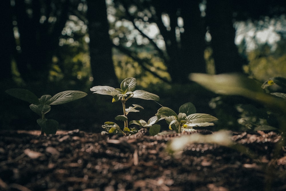 green leaf plant