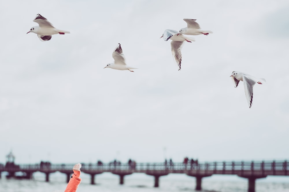 four white flying birds