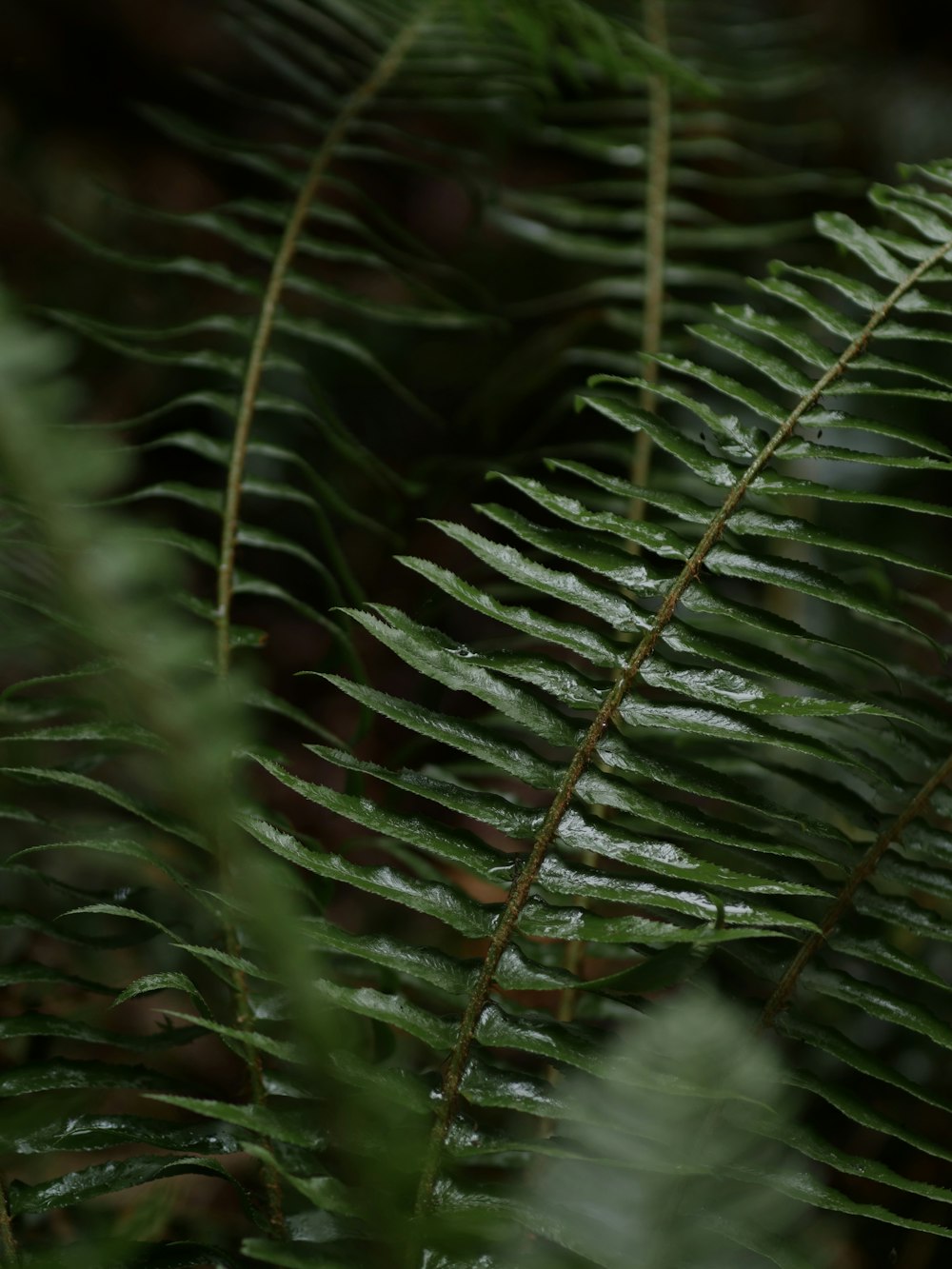 shallow focus photography of fern plant