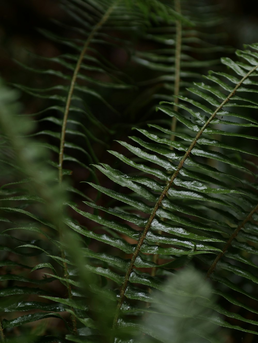 Fotografia de foco raso de planta de samambaia