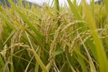 Golden stalks of rice plants with ripening grains, surrounded by lush green leaves. The grains are plentiful and hanging heavily on the stalks, indicating a ripe field.