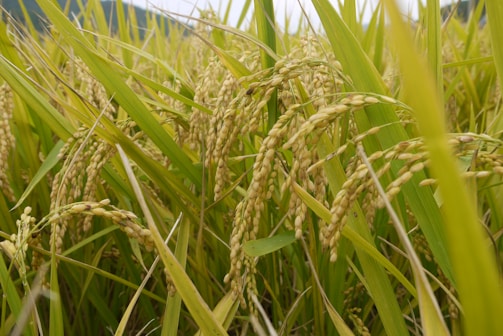 Golden stalks of rice plants with ripening grains, surrounded by lush green leaves. The grains are plentiful and hanging heavily on the stalks, indicating a ripe field.