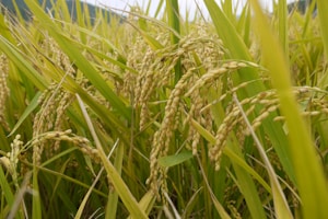 Everyday Rice