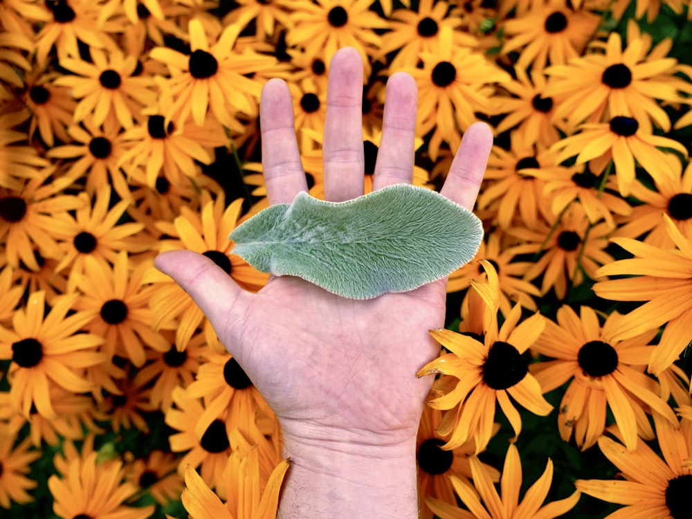 green leaf on person's palm over black eyed susan flowers