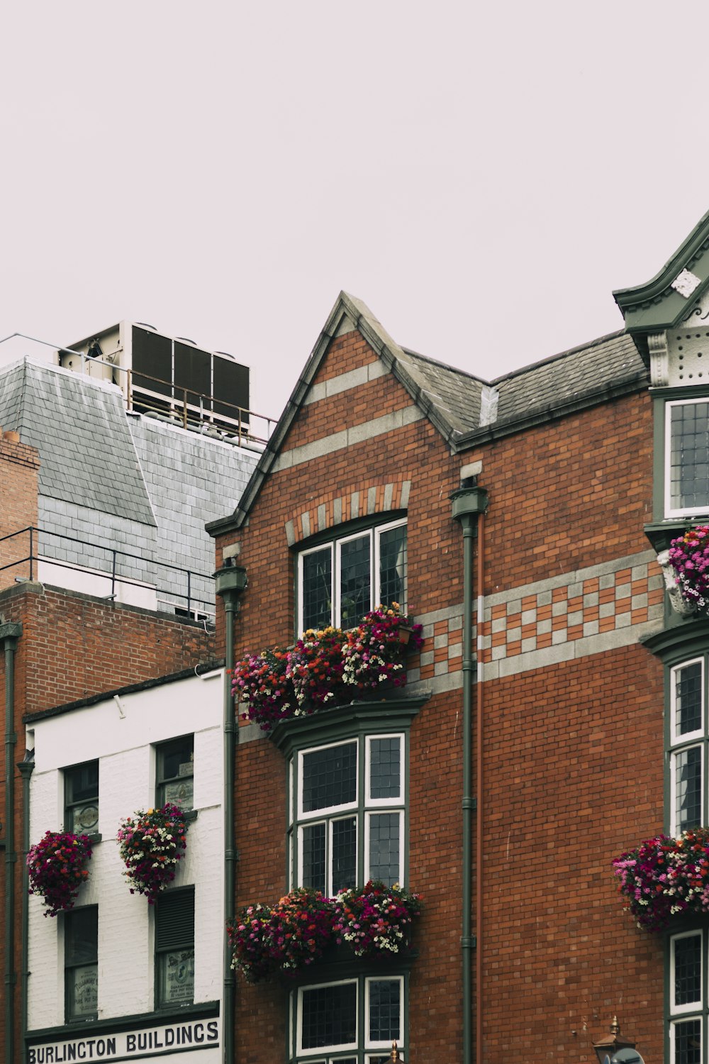 purple flowers on brown 3-storey building during daytime