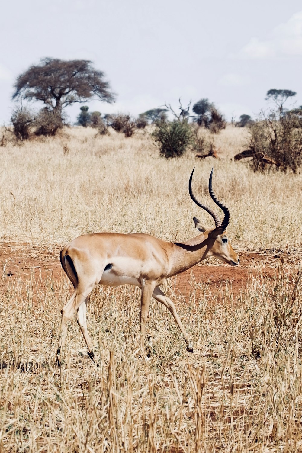 brown deer standing on brown field