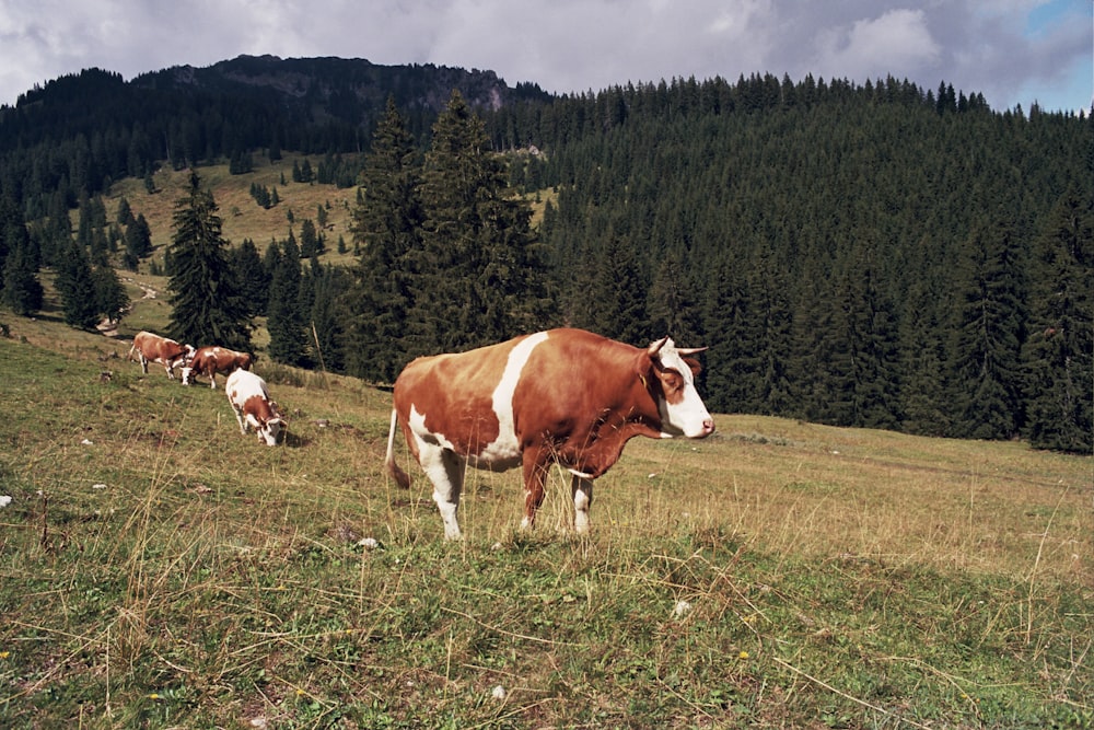 herd of cows on green field