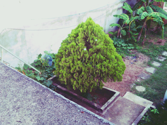 A lush green coniferous tree is situated in a small garden surrounded by a concrete path and some grass. There are banana plants in the background near a white wall.