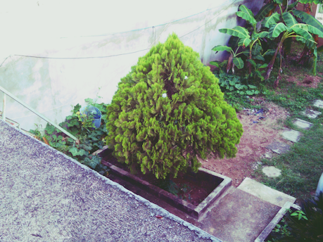 A lush green coniferous tree is situated in a small garden surrounded by a concrete path and some grass. There are banana plants in the background near a white wall.