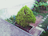 A lush green coniferous tree is situated in a small garden surrounded by a concrete path and some grass. There are banana plants in the background near a white wall.