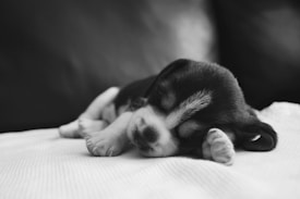 A small puppy is sleeping peacefully on a soft, light-colored blanket. Its body is curled up, with its head resting on one of its paws, and its eyes are closed. The background is blurred, making the puppy the focal point of the image.
