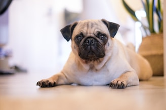 shallow focus photography of fawn pug