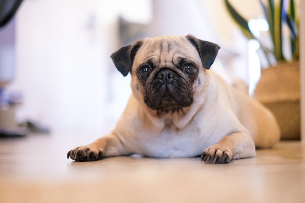 shallow focus photography of fawn pug