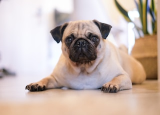 shallow focus photography of fawn pug