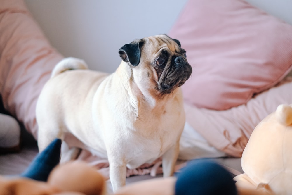 fawn pug on bed