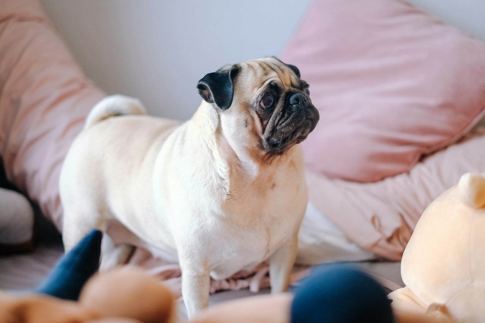 Fujifilm X-E2 + Fujifilm XF 35mm F1.4 R sample photo. Fawn pug on bed photography