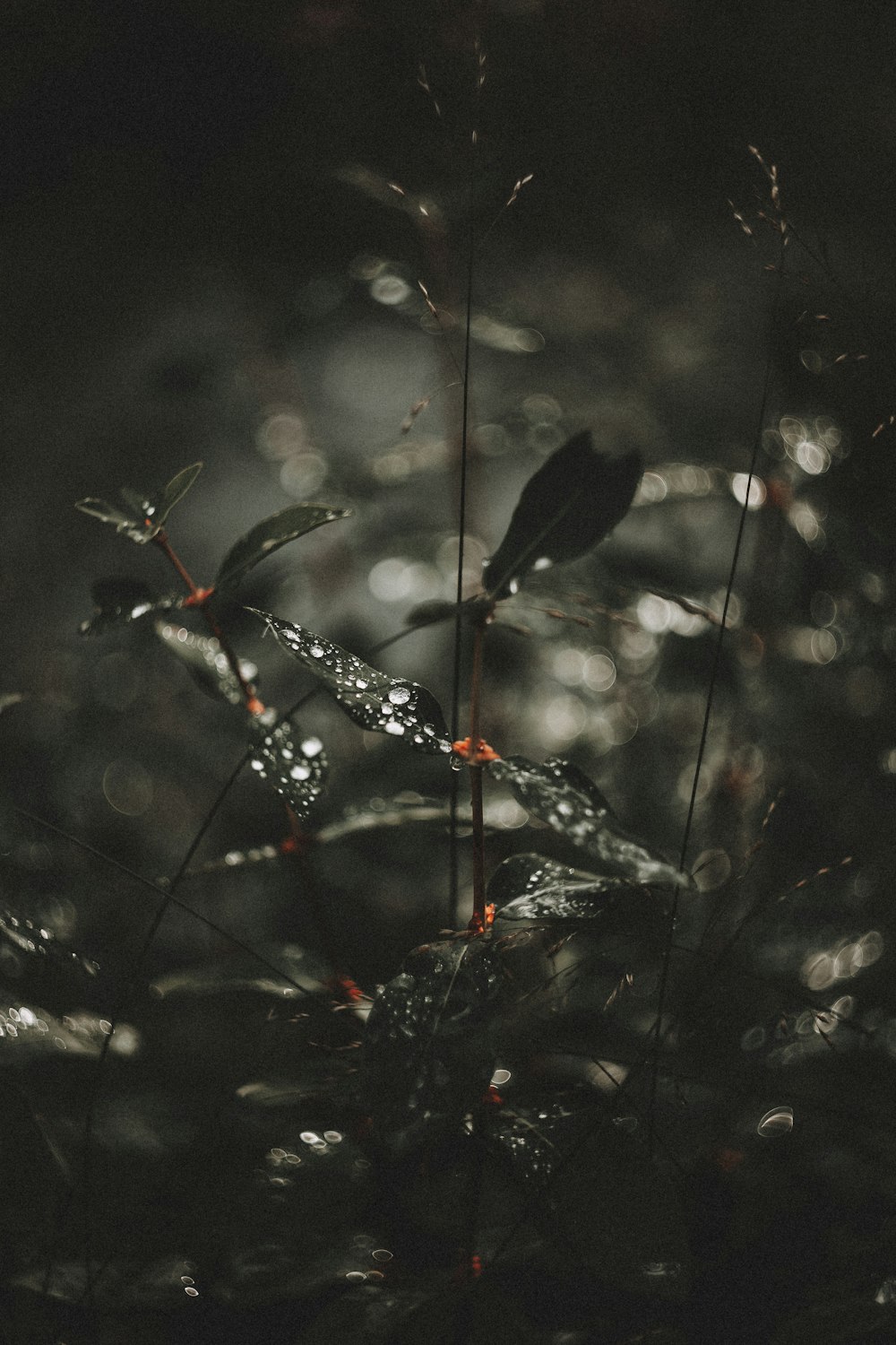 green leaf plants