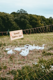flock of swan during daytime