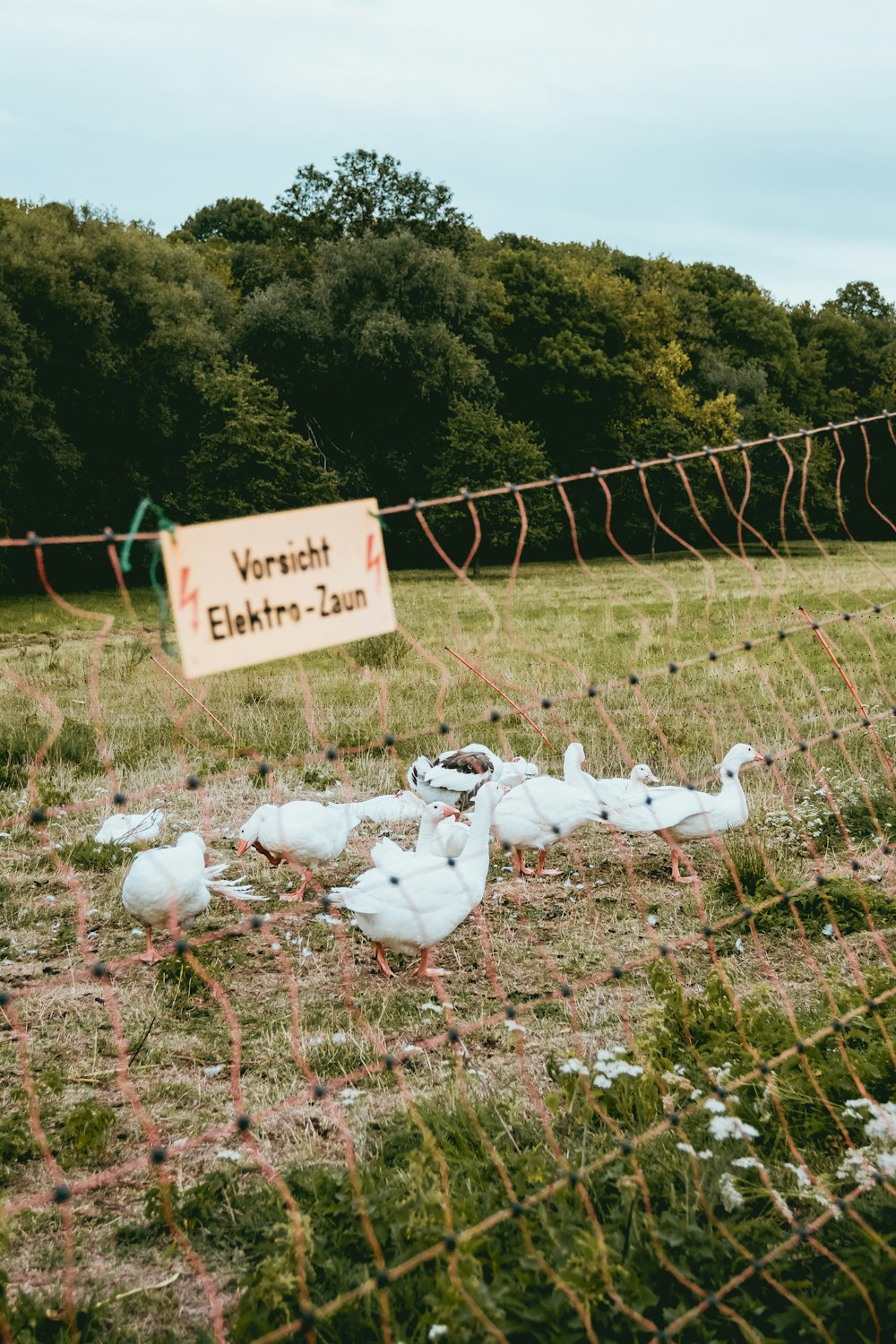 flock of swan during daytime