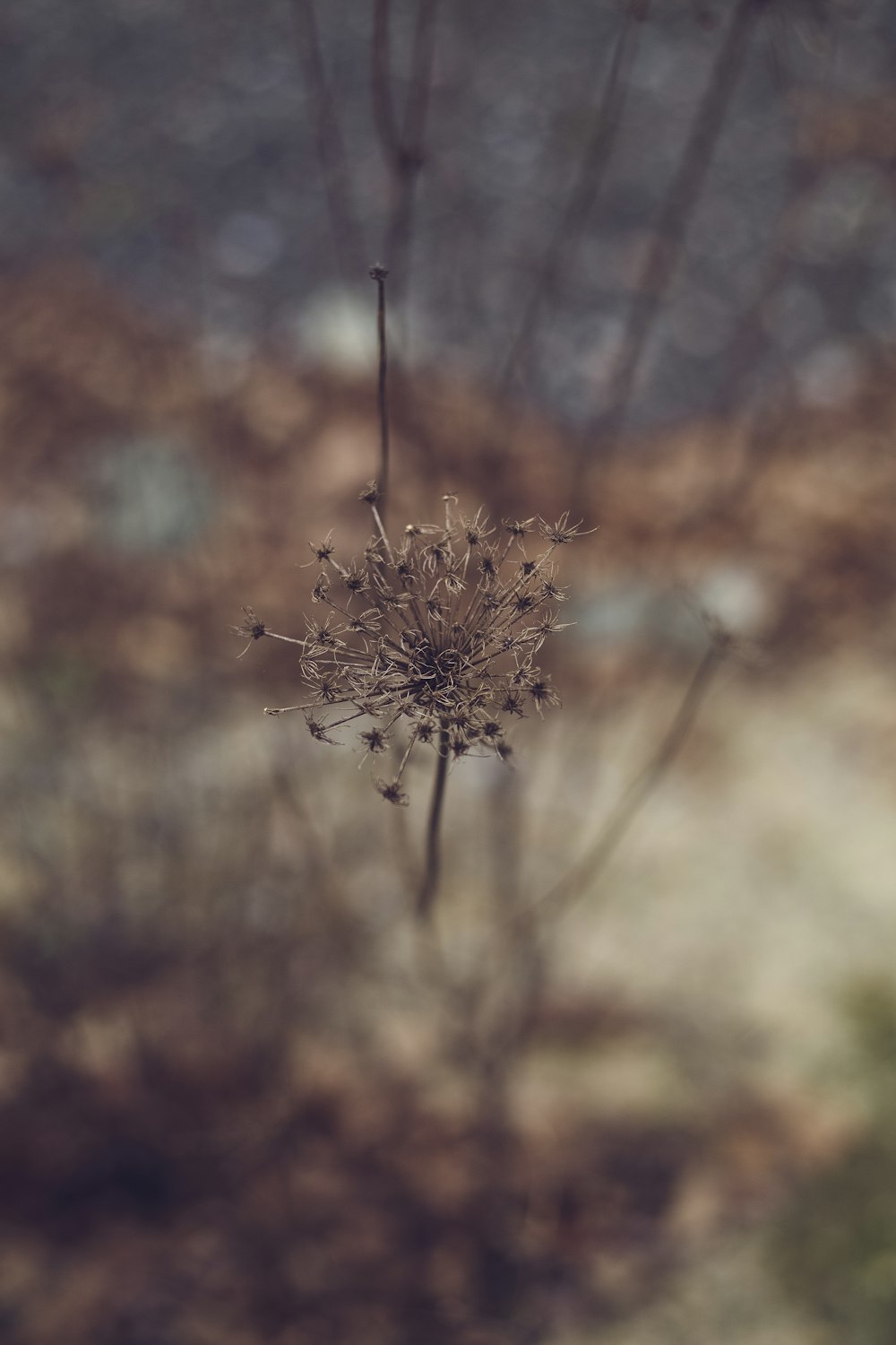 a close up of a plant with a blurry background