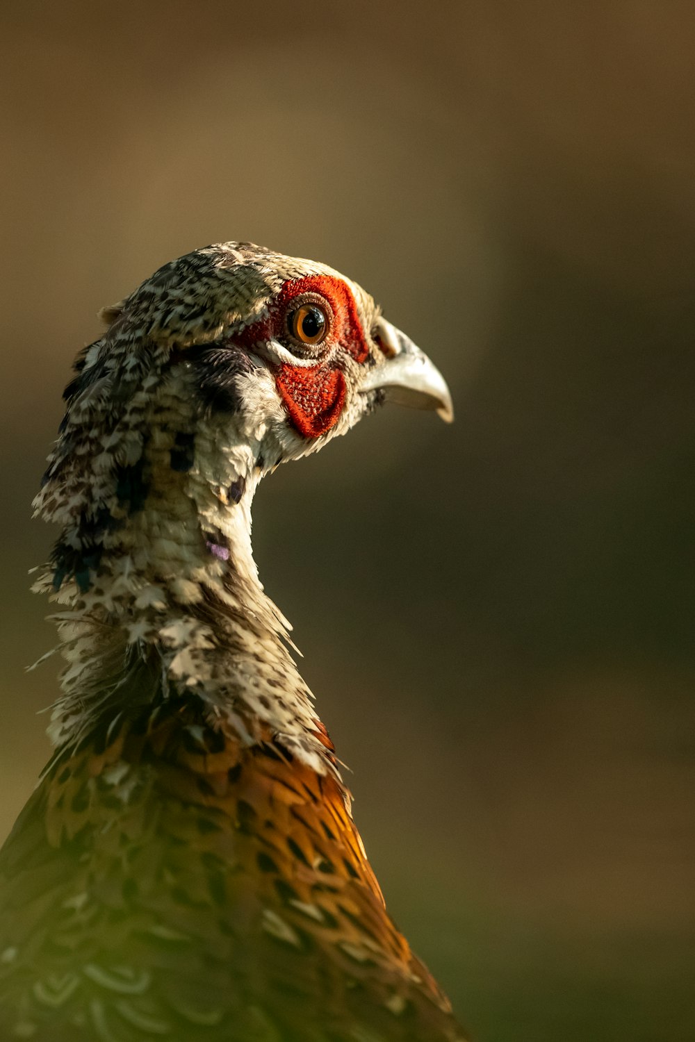 white and red chicken close-up photo