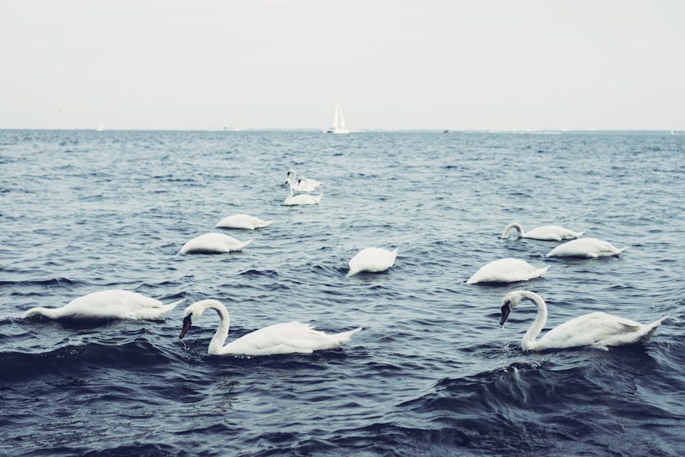 white swans on body of water