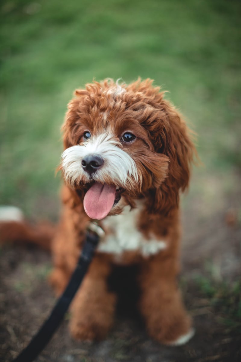 HOW TO TAKE CARE OF CAVAPOO COAT- Incredibly Easy Methods That Works For All