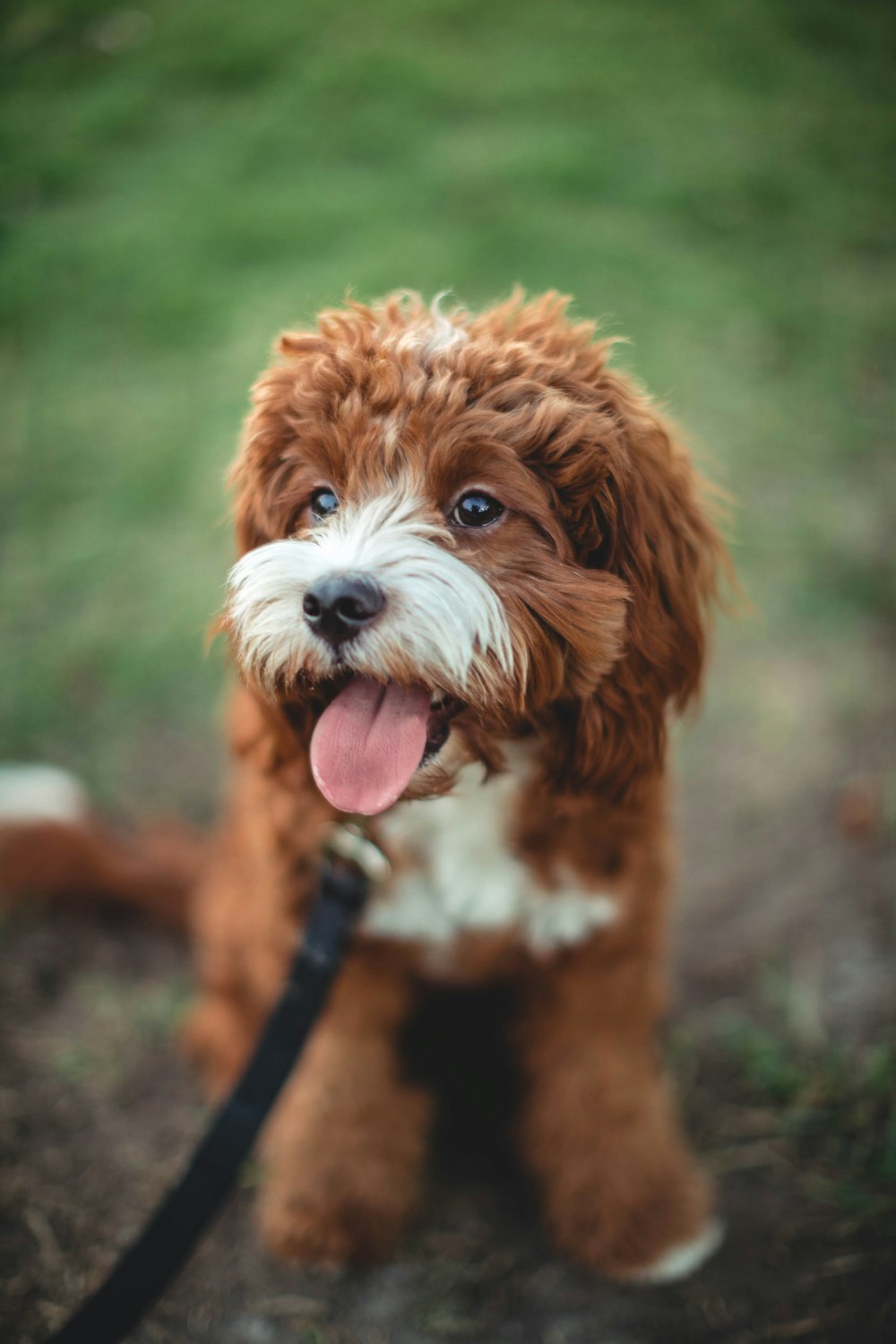 short-coated white and brown puppy