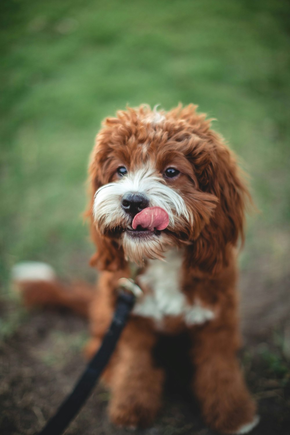 red and white toy poodle puppy