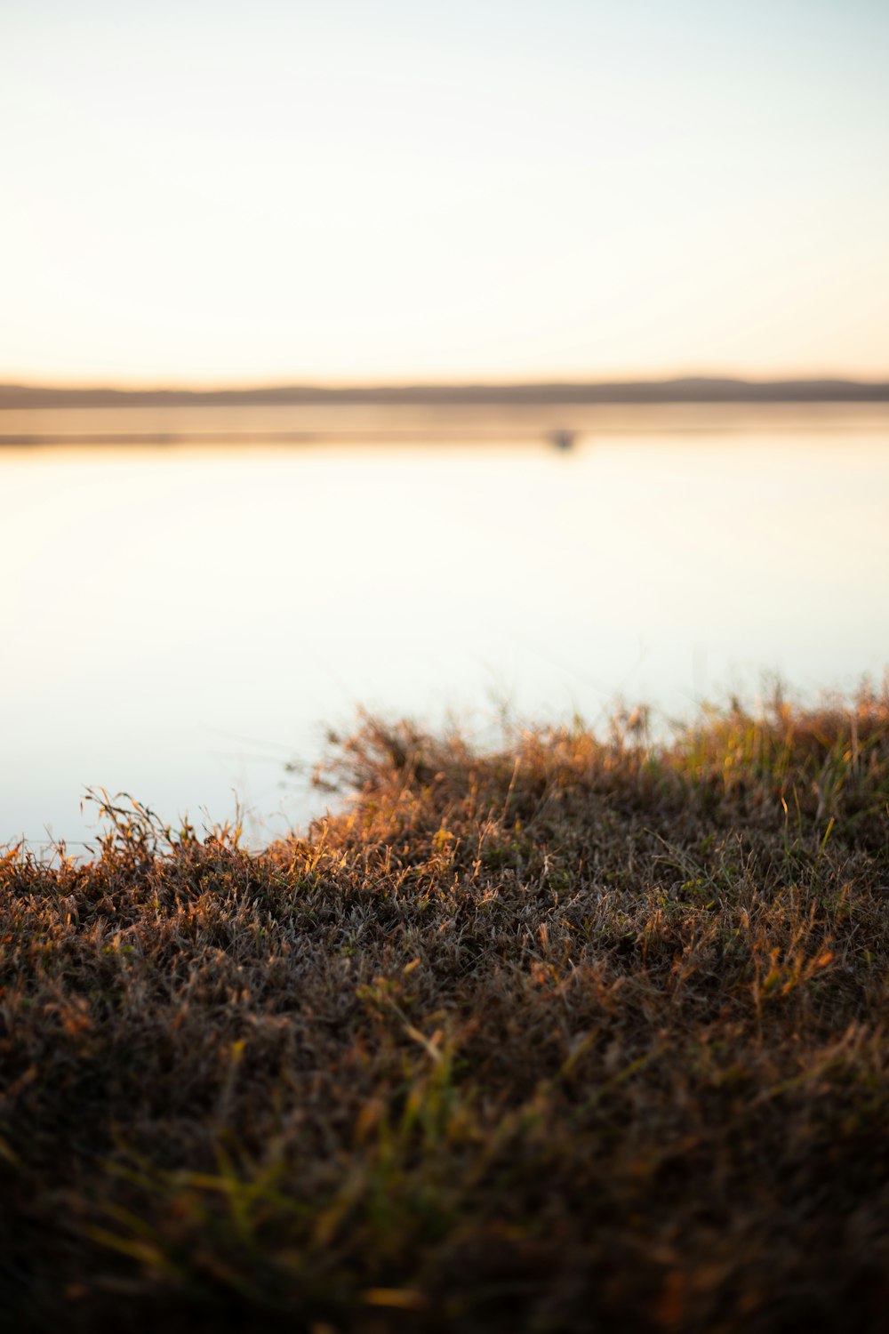 a bird standing on top of a grass covered field next to a body of water