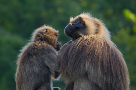 Two monkeys with long, shaggy fur sit closely together against a blurred green backdrop. One monkey appears to be comforting or grooming the other.