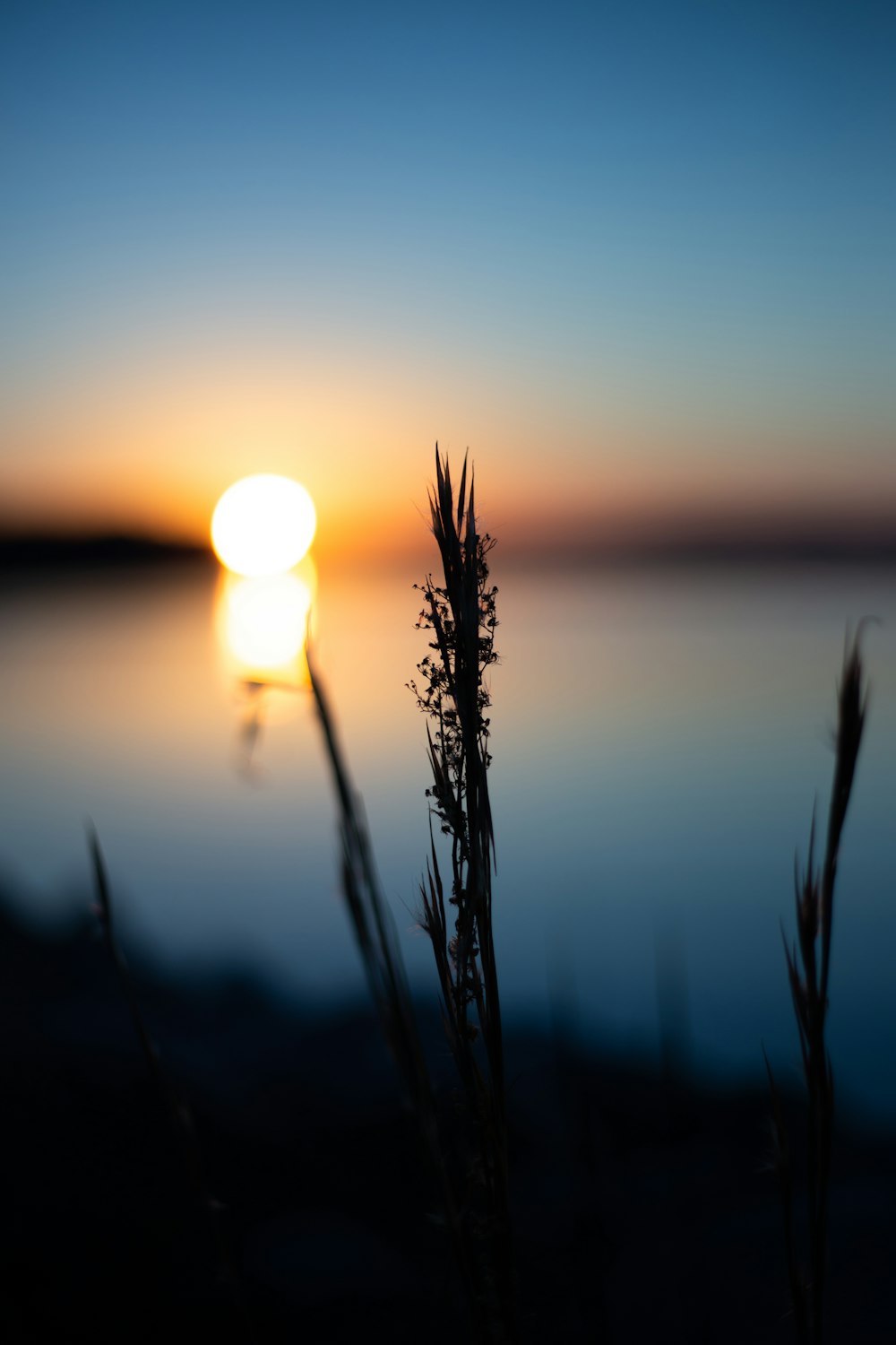 silhouette of grass