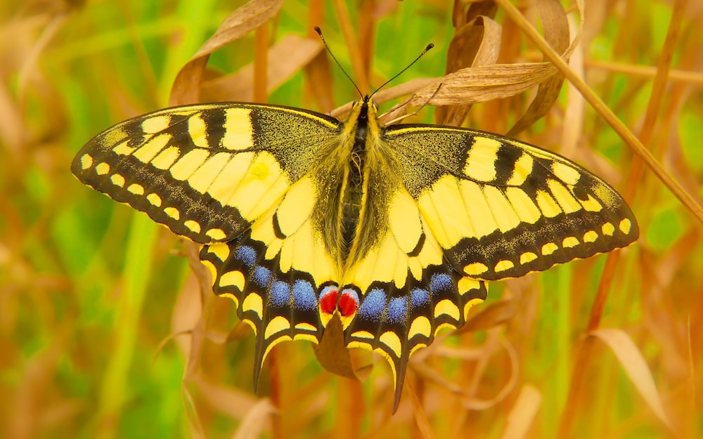 foto em close-up da mariposa amarela e preta na folha marrom