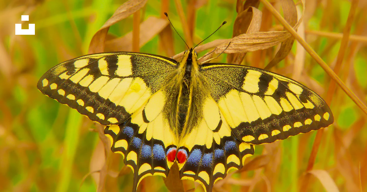 Foto Foto em close-up da mariposa amarela e preta na folha marrom ...