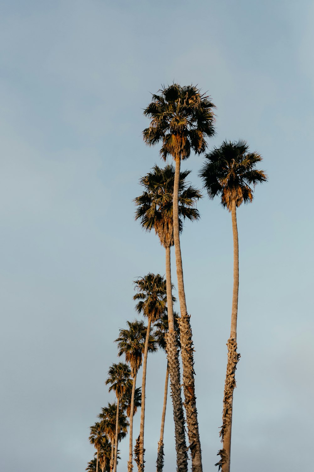 green palm trees