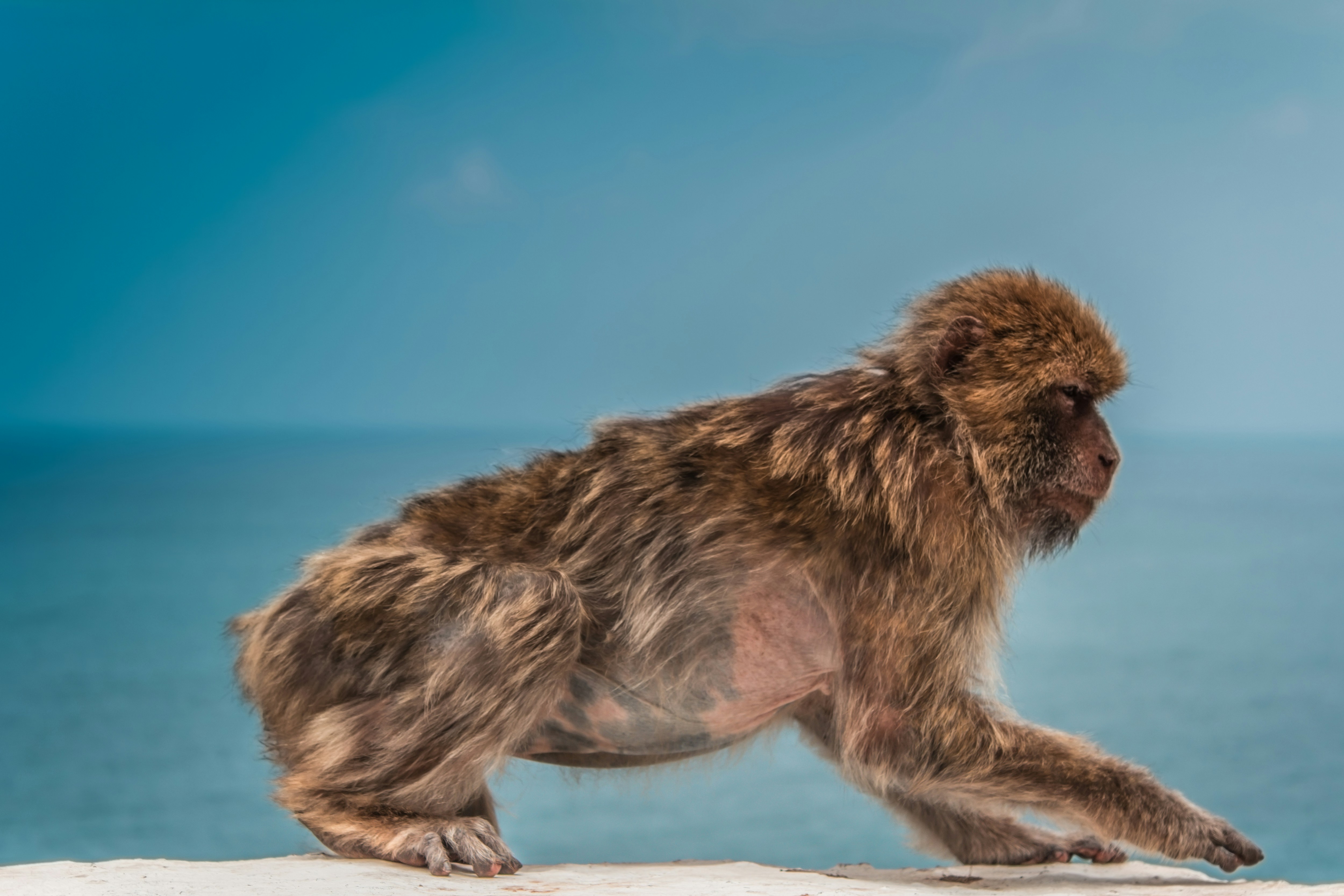 brown monkey