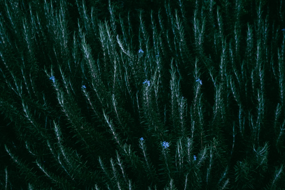 a close up of a green plant with small blue flowers