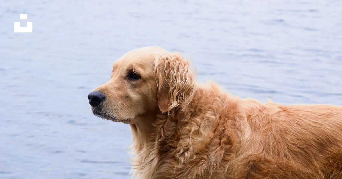 Golden Retriever en el agua foto – Imagen de Canadá gratuita en Unsplash