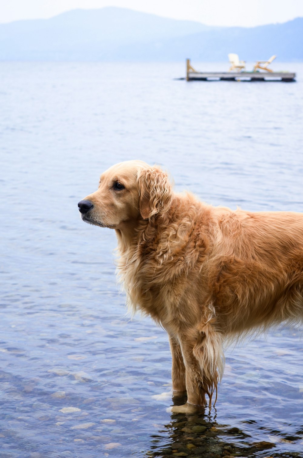 golden retriever on water