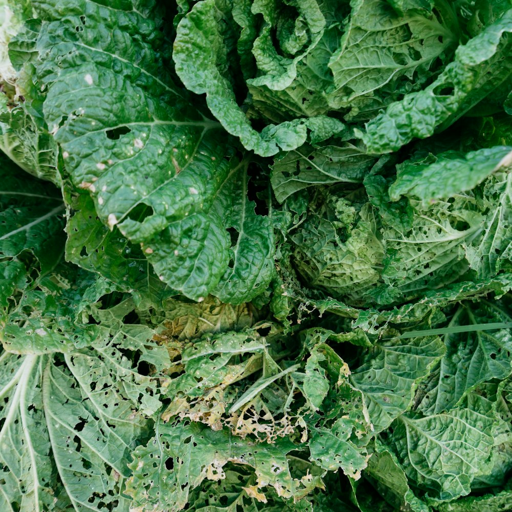 green leafed plant