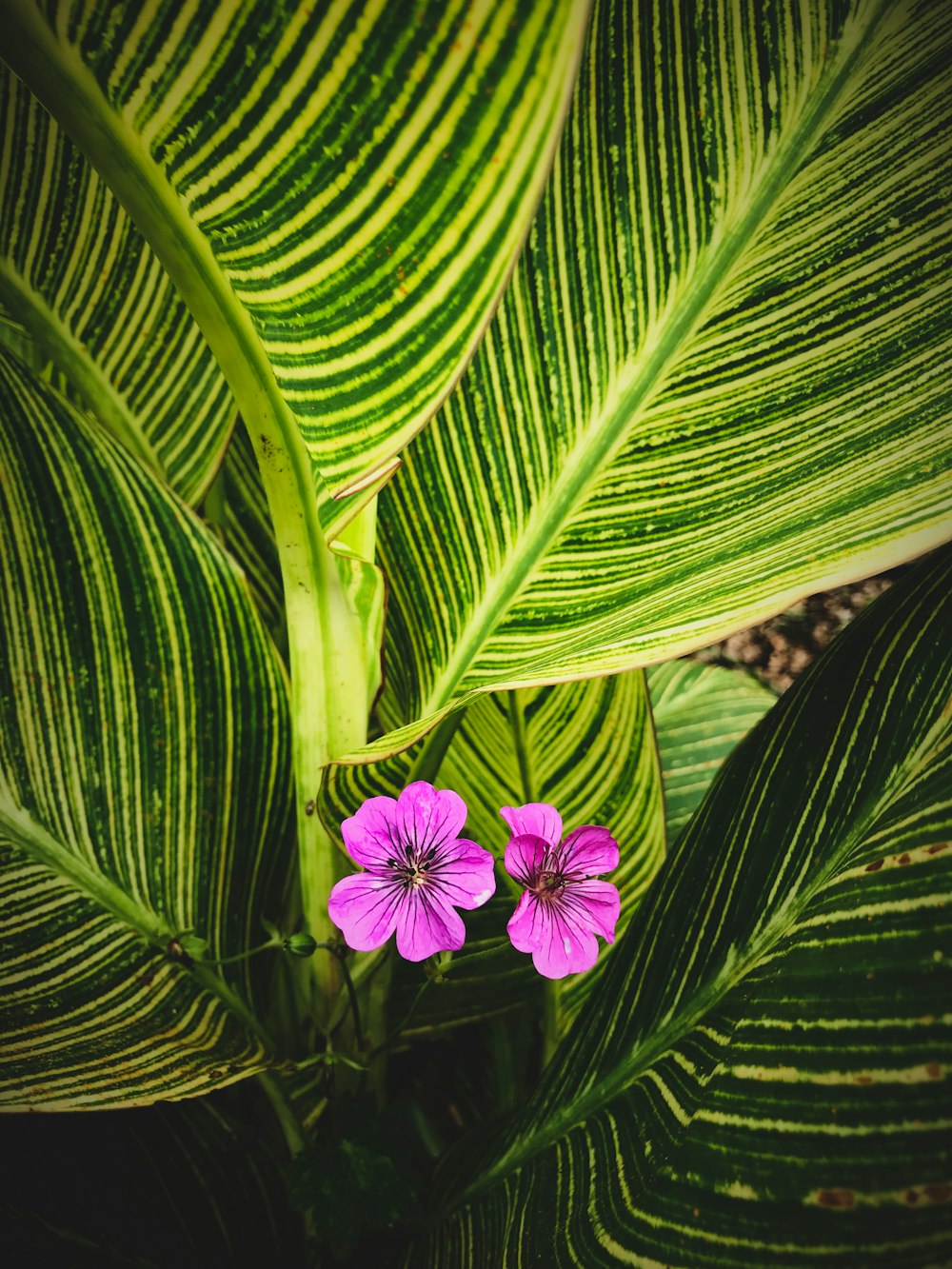 two purple petaled flowers