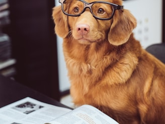 dog sitting in front of book