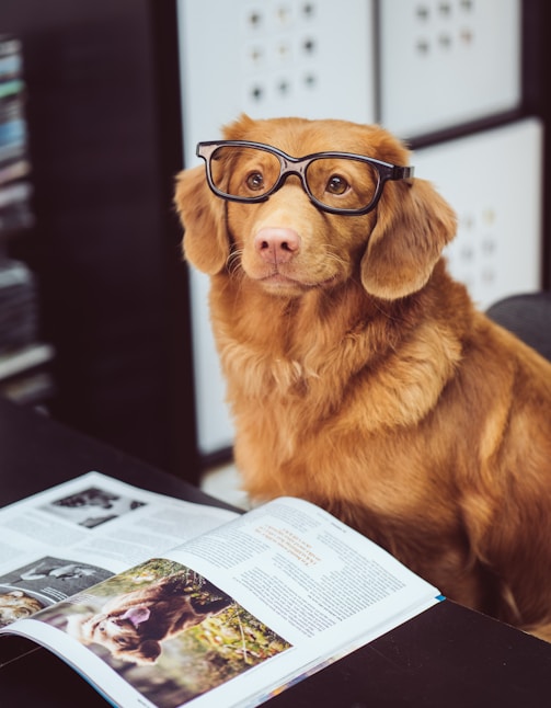 dog sitting in front of book