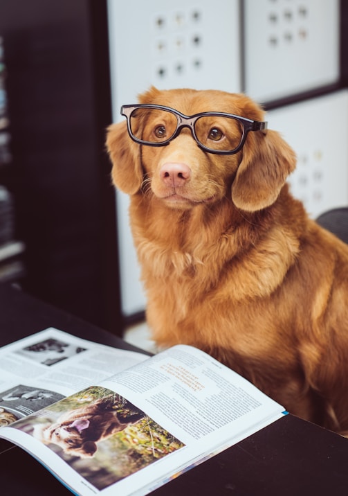 dog sitting in front of book