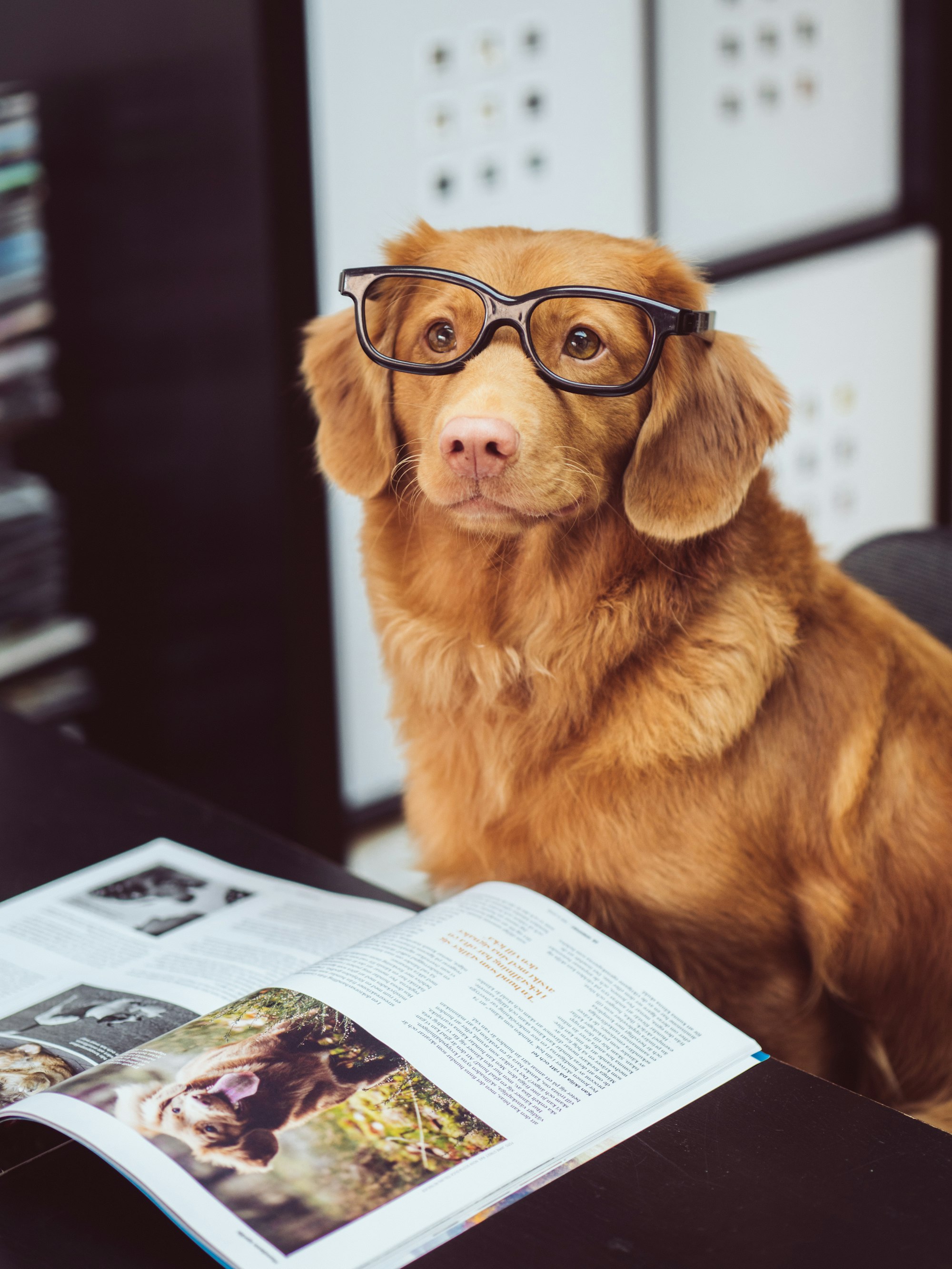 A golden retriever wearing glasses looks at the camera, while a book open to a page with a picture of a dog sits in front of him.
