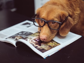 dogAdvisor | dog Advisor | dog advisor | dogadvisor | dogadvisor.dog | dog advisor