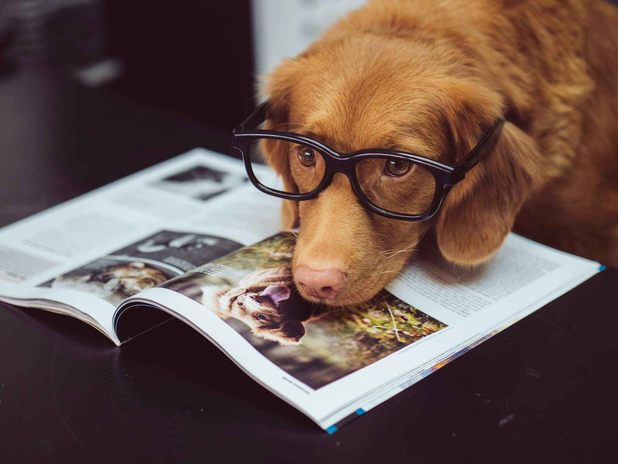 Un perro enfocado en su lectura diaria